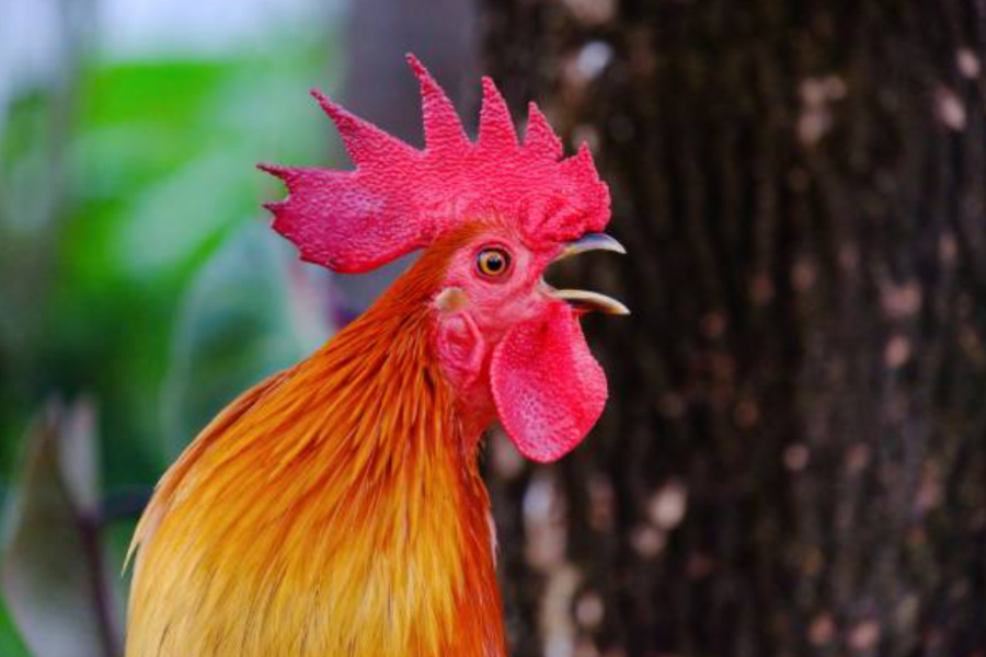 PRESS RELEASE #1 - EU awards €7.78 million grant for new project producing high-added value bio-based fertilisers from animal manure.
